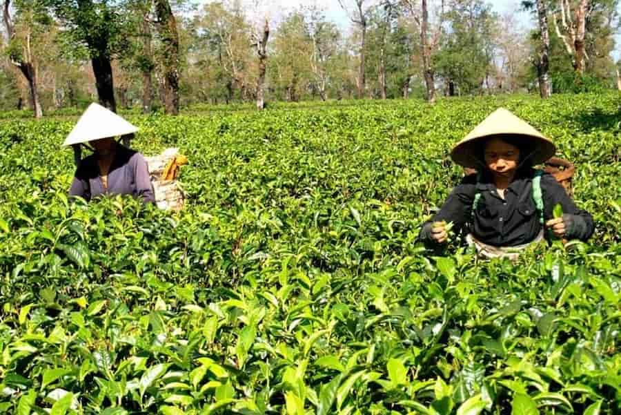 thé vietnamien